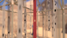 Amalia_Coleotera_07