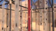 Amalia_Coleotera_14
